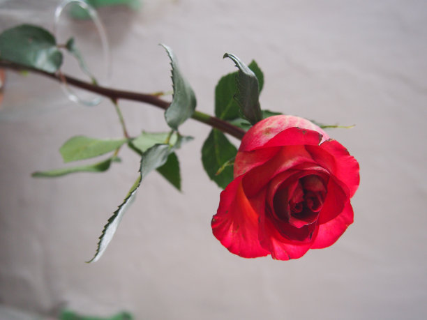 寂寞的玫瑰图片下载