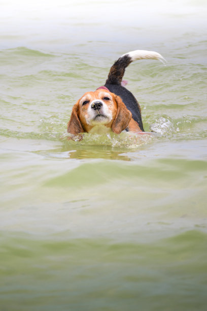 在海里游泳的小猎犬图片下载