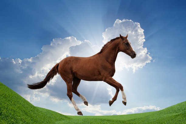 绿野上的马图片下载