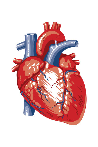 白色背景上的人类心脏图片下载