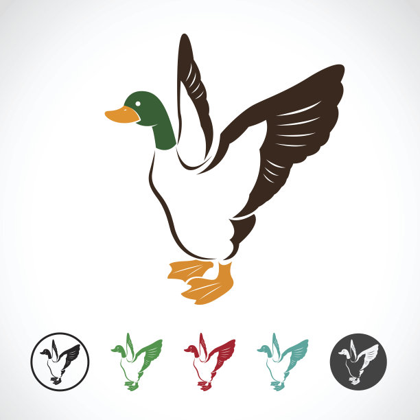 向量图像的野鸭在白色的背景图片下载