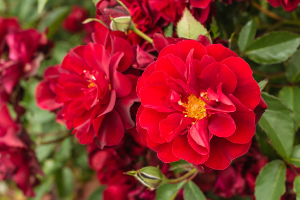 红宝石玫瑰盛开素材图片