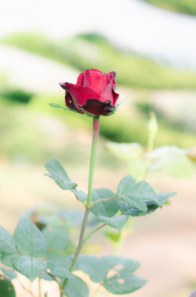 花园里的红玫瑰图片下载