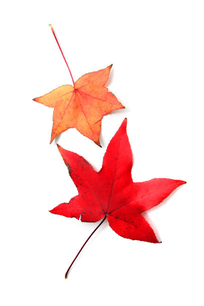 红色的枫叶图片下载