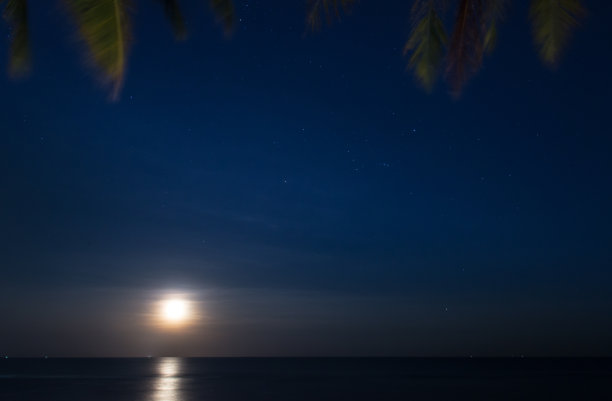棕榈树和夜晚的月亮图片下载