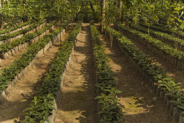 日益增长的咖啡。图片下载