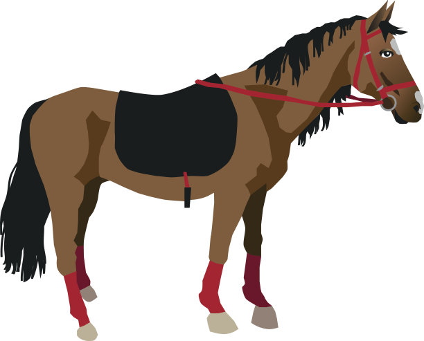 白色背景上的马图片下载