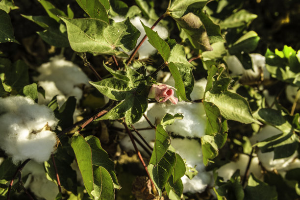 棉花田和棉花花图片下载