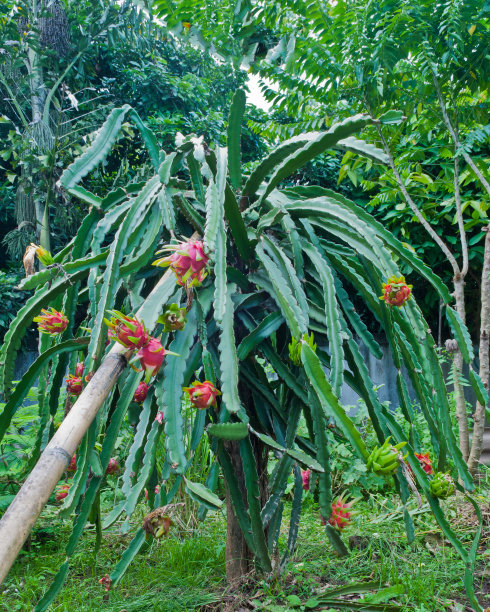 花园里的火龙果图片下载