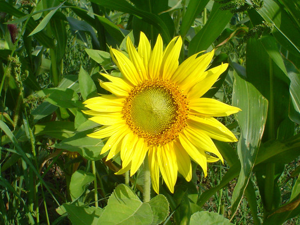 向日葵图片下载