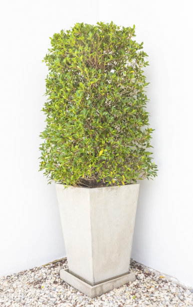 树在锅图片下载