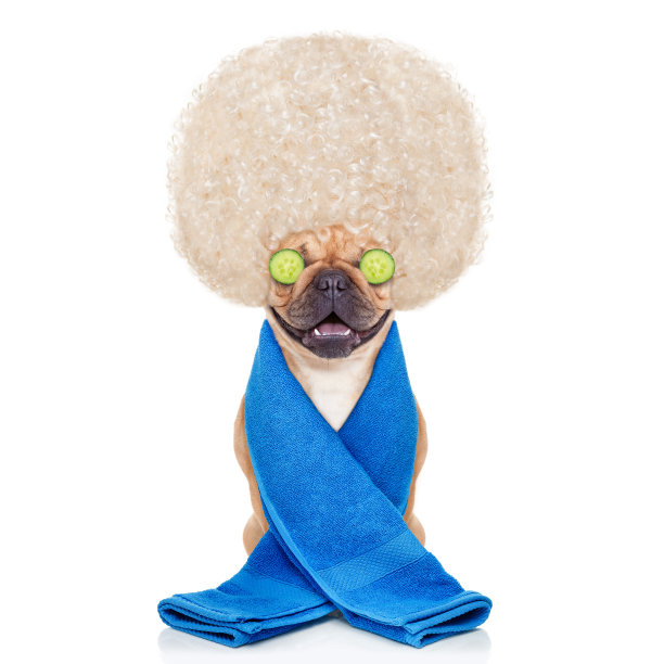 健康的狗图片下载