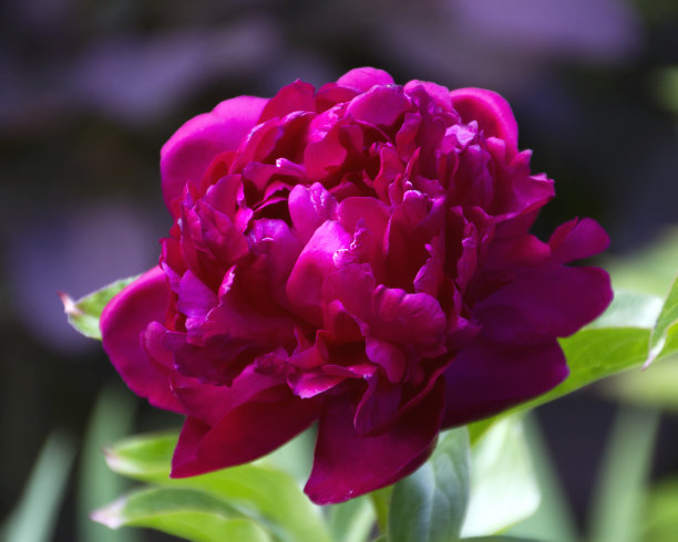 红石星形吊坠项链图片下载