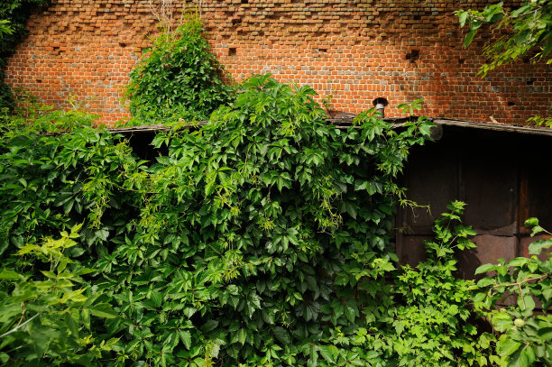 老砖墙上长满了茂盛的绿色常春藤图片下载