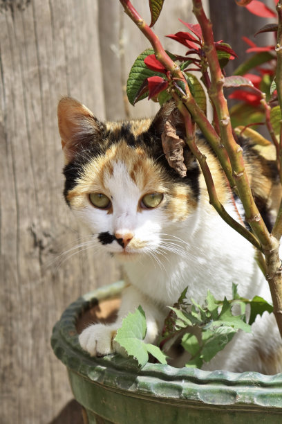 花盆里的猫图片下载