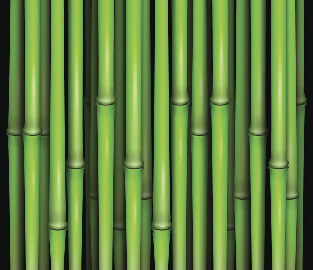 竹子图片下载