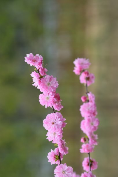 粉红色的樱花图片下载