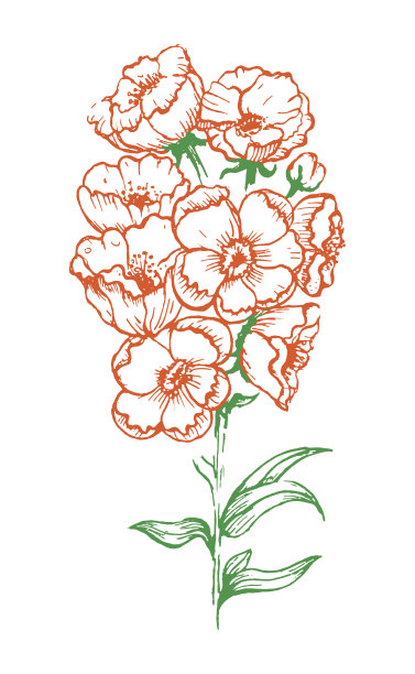 白底花图片下载