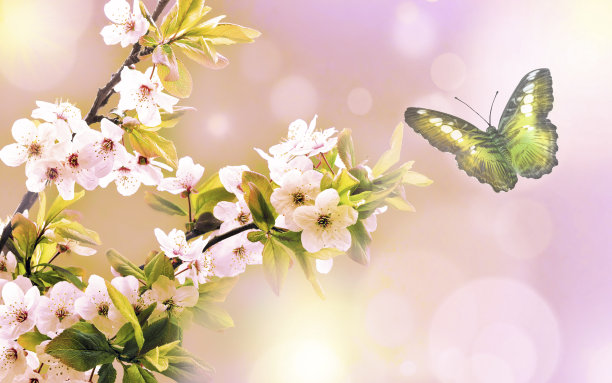 美丽的蝴蝶和花朵图片下载