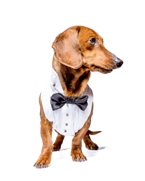 优雅的小猎犬图片下载