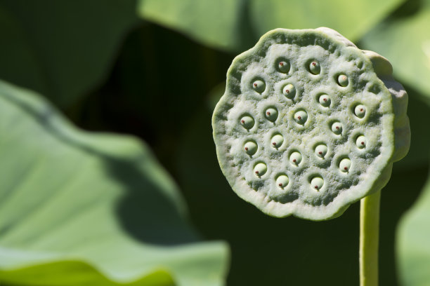 莲花，神圣的莲子荚素材图片