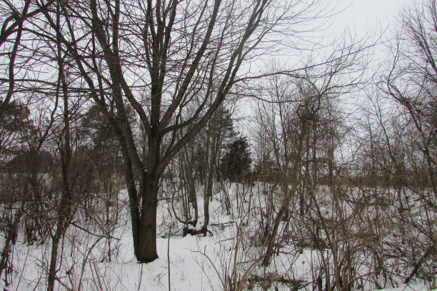 下雪的森林图片下载