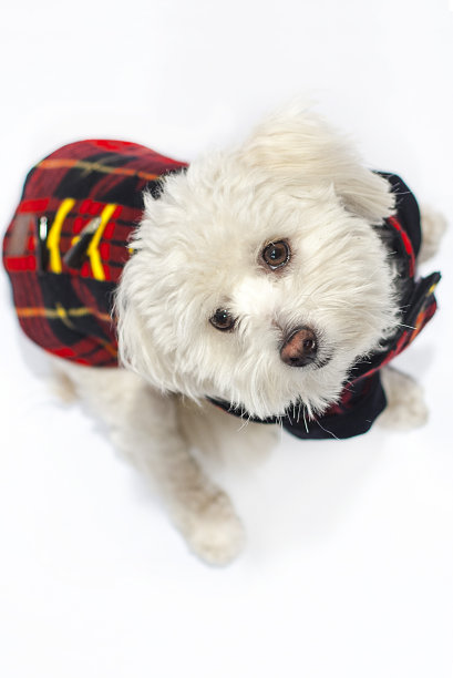 白狗抬头看图片下载