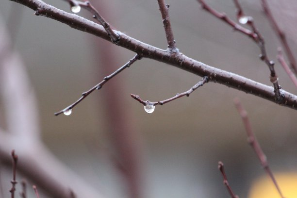 树上的水滴图片下载