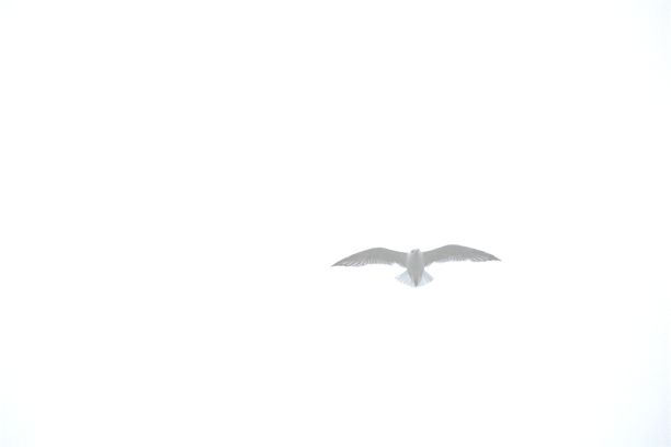 海鸥飞图片下载