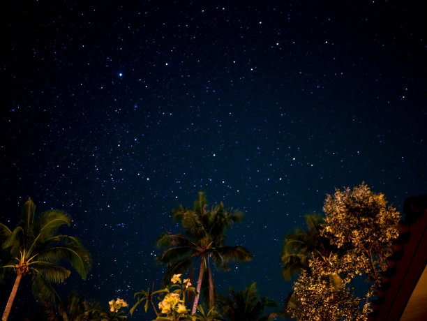 明星在花园图片下载