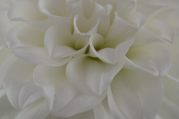 白色大丽花图片下载