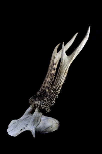 黑色背景上的鹿角图片下载