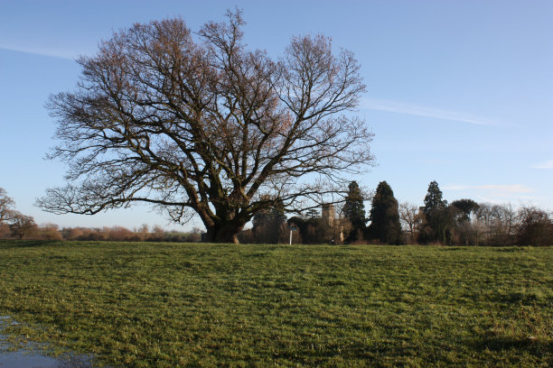 冬天的树图片下载