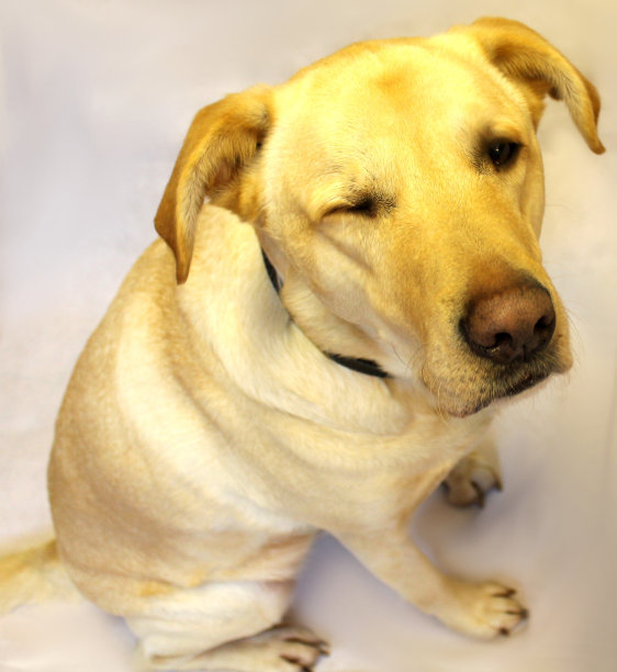 Winkin哈维图片下载