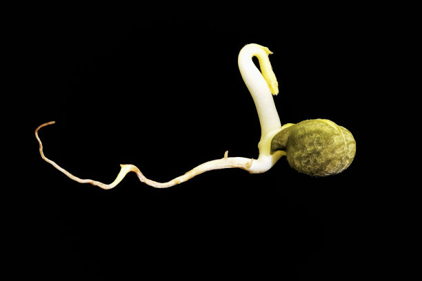 发芽鹰嘴豆图片下载