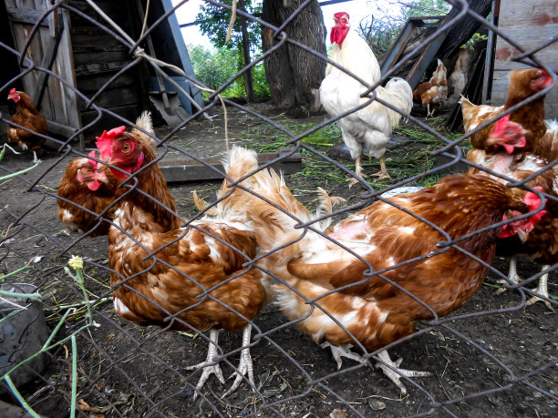 那只雪白的公鸡图片下载