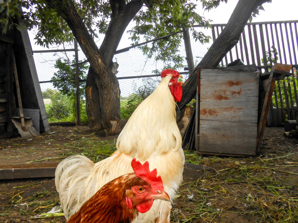 那只雪白的公鸡图片下载