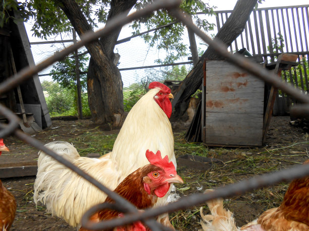 那只雪白的公鸡图片下载