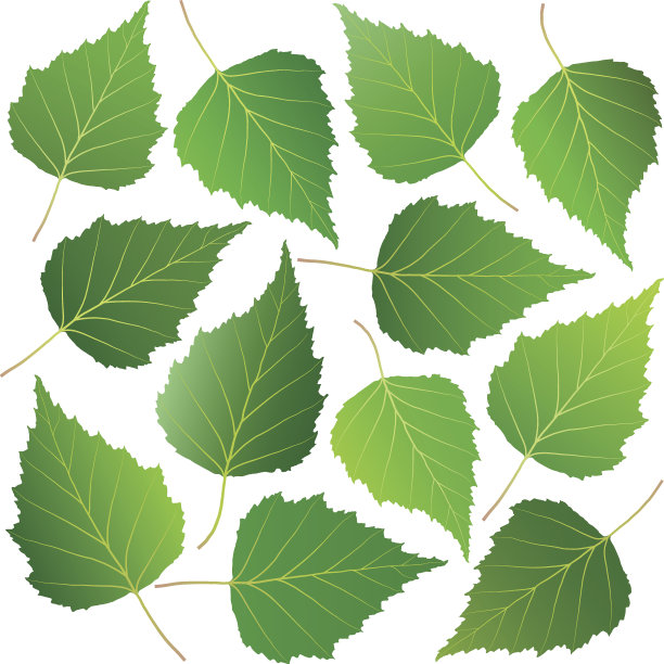 桦树的绿叶图片下载