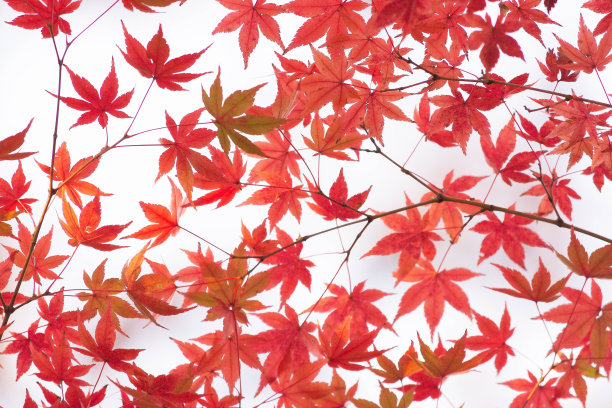 变红了图片下载