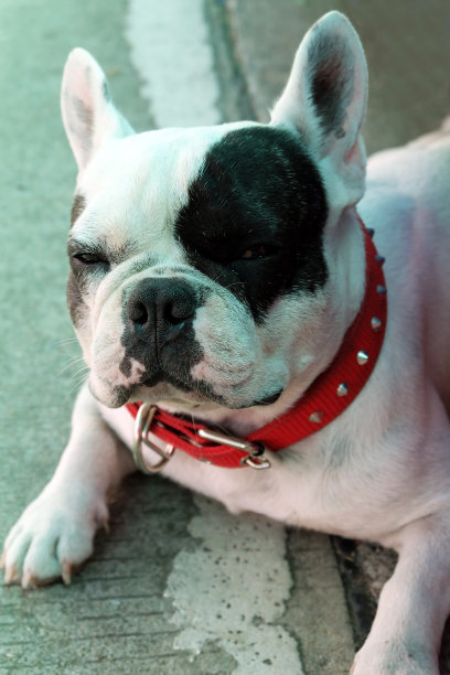 法国斗牛犬图片下载