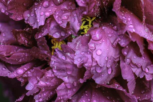 牡丹花朵图片下载