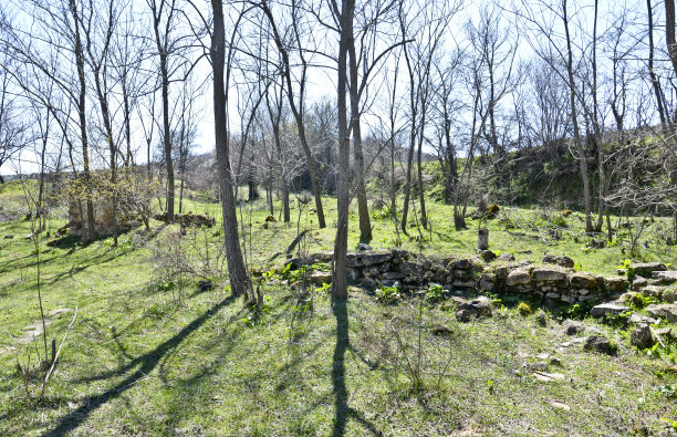 春天森林树木，阳光和阴影图片下载