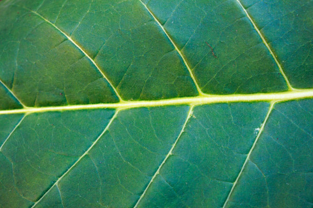 烟草种植园图片下载