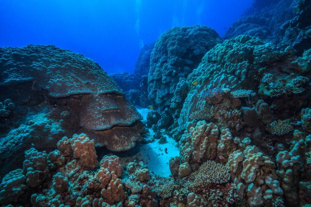 珊瑚礁图片下载