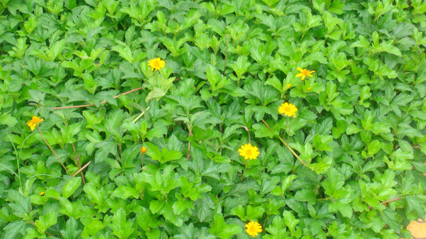 黄色的花覆盖着绿色的叶子图片下载