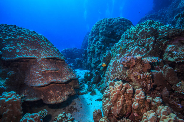 珊瑚礁图片下载