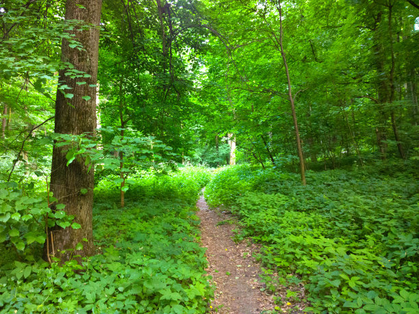 在春天森林。图片下载