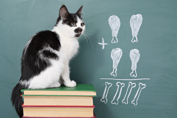 博学的猫图片下载