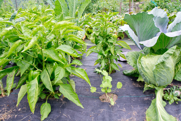 在一个覆盖良好的花园里的辣椒和卷心菜图片下载